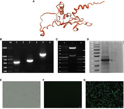 Immunological Effects of Recombinant Lactobacillus casei Expressing IHNV G Protein and Rainbow Trout (Oncorhynchus mykiss) Chemokine CK6 as an Oral Vaccine